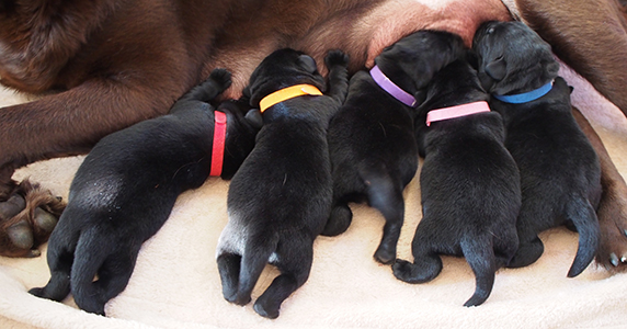 ラベンダーヒルズラブラドールレトリーバー