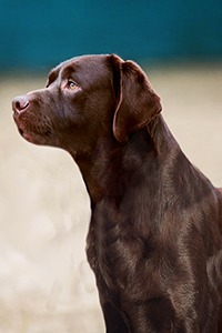 ラベンダーヒルズラブラドールレトリーバー