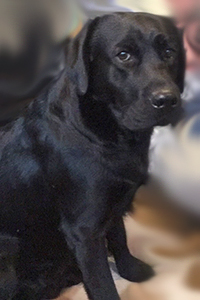 ラベンダーヒルズラブラドールレトリーバー